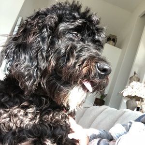 Meet your Posher, Betsy